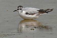 Mouette pygmée