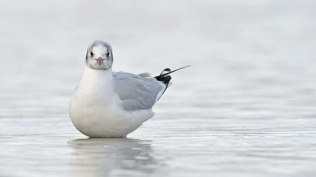 Black-headed Gulladult post breeding