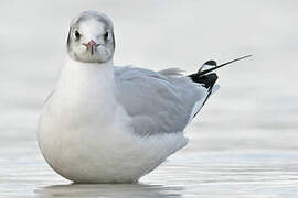 Mouette rieuse