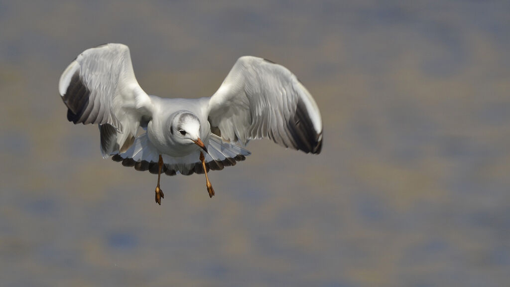 Mouette rieuse