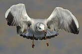 Mouette rieuse