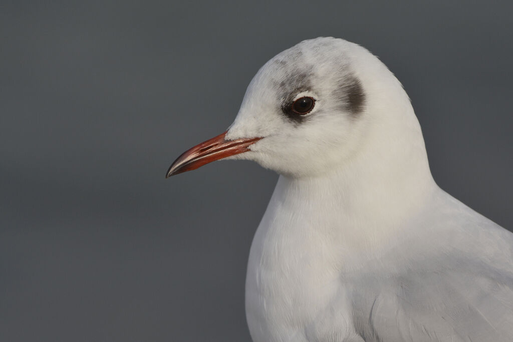 Black-headed Gulladult post breeding, identification