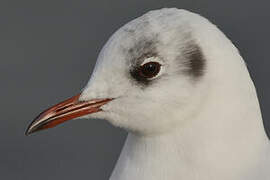 Black-headed Gull