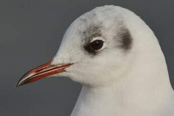 Mouette rieuse