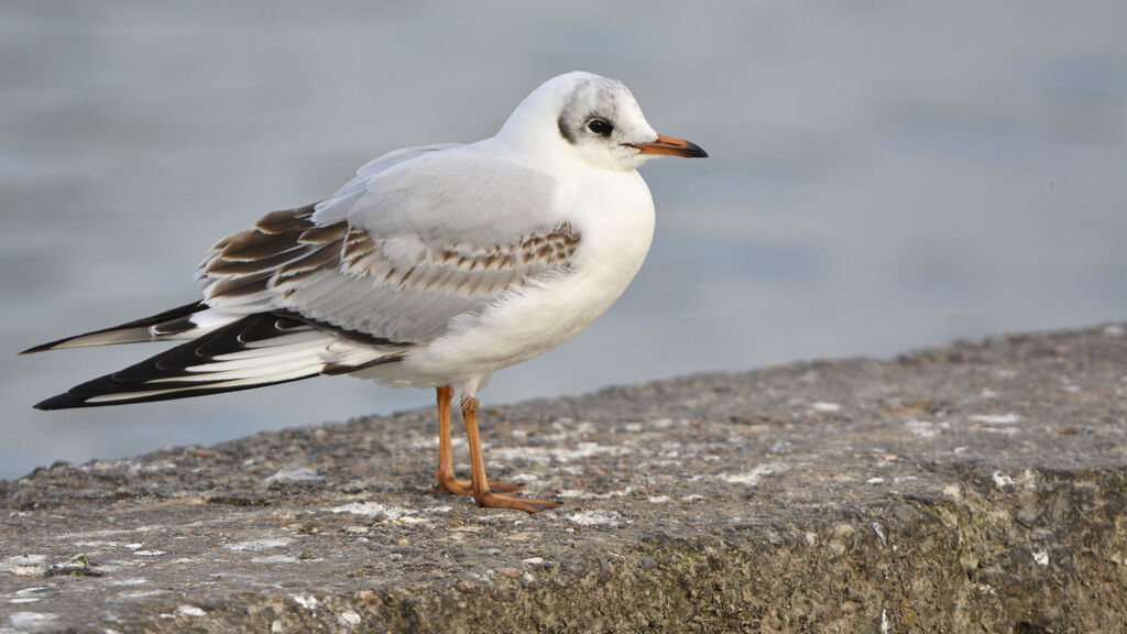 Mouette rieuse