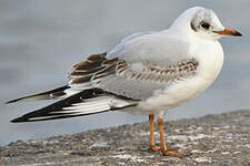 Mouette rieuse