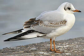 Black-headed Gull