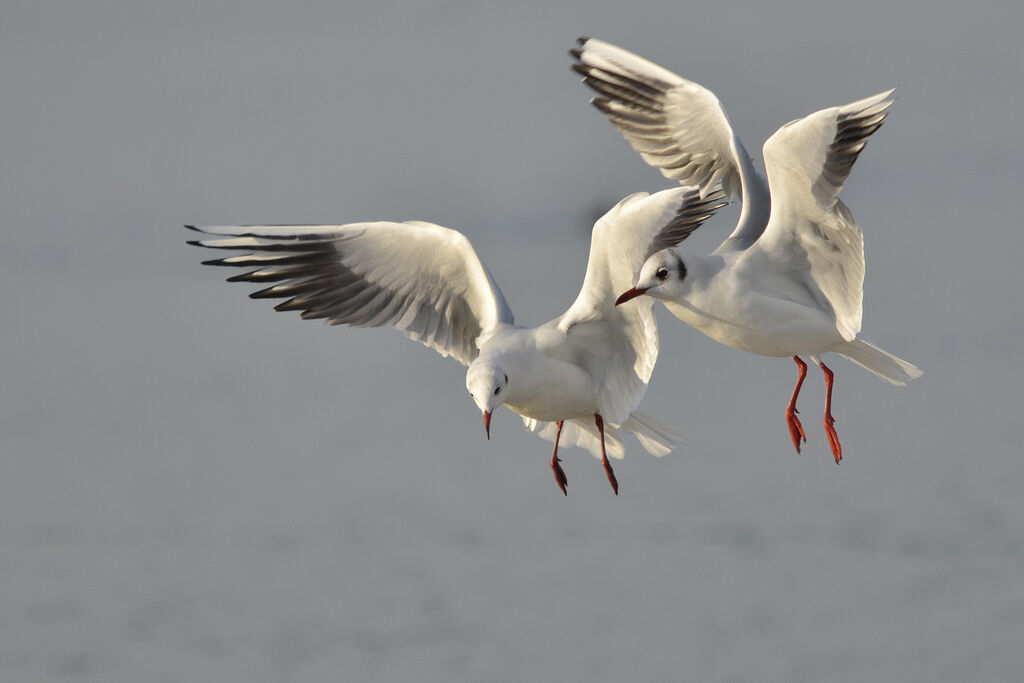 Mouette rieuseadulte internuptial