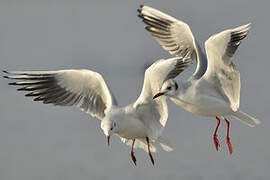 Mouette rieuse