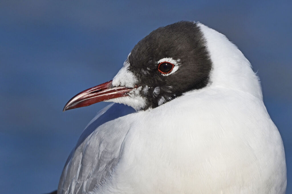 Mouette rieuseadulte