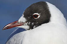 Mouette rieuse