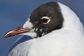 Black-headed Gull