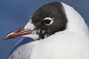 Mouette rieuse