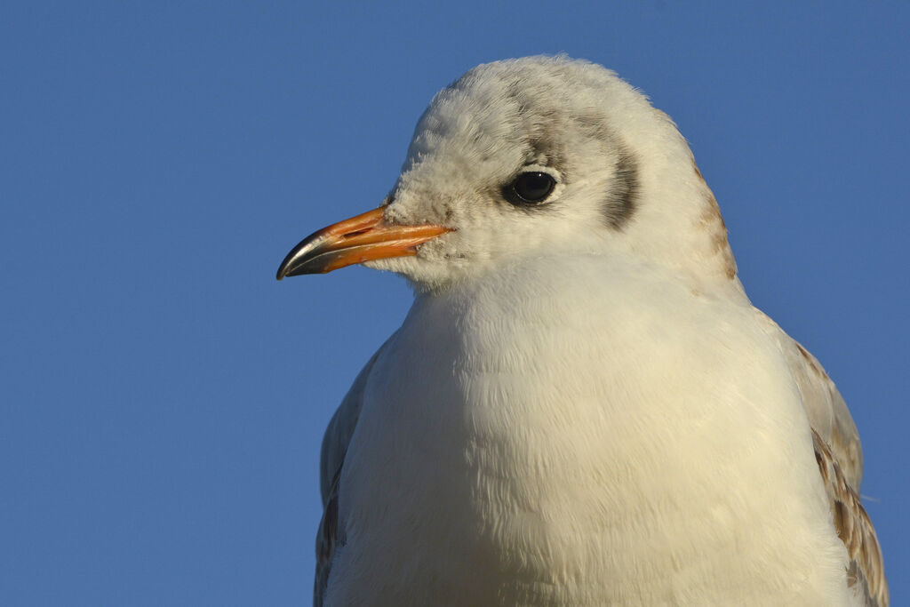 Black-headed Gullimmature