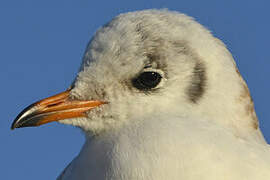 Mouette rieuse