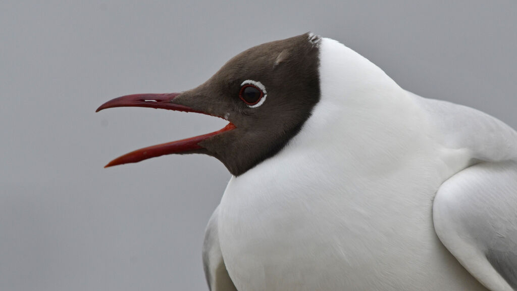 Mouette rieuseadulte nuptial, identification