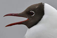 Mouette rieuse