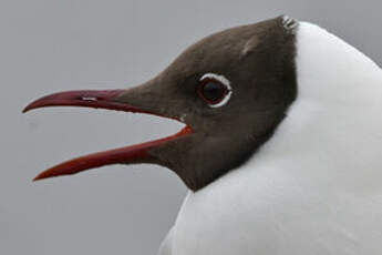 Mouette rieuse