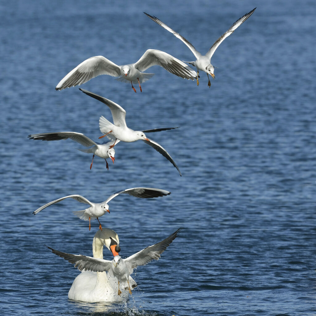 Mouette rieuse