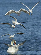 Mouette rieuse