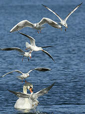 Mouette rieuse