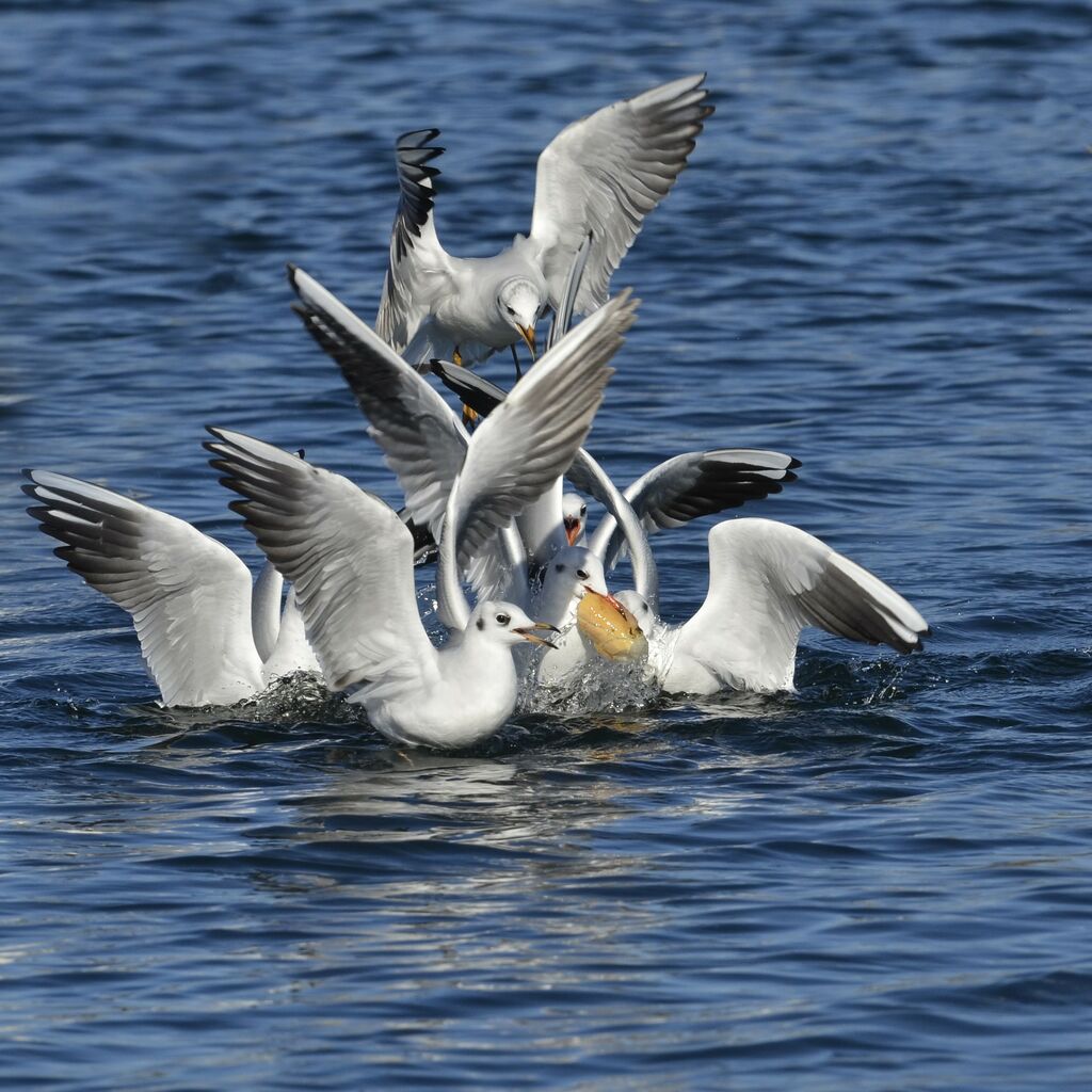 Black-headed Gull