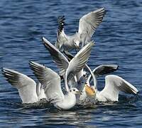 Black-headed Gull