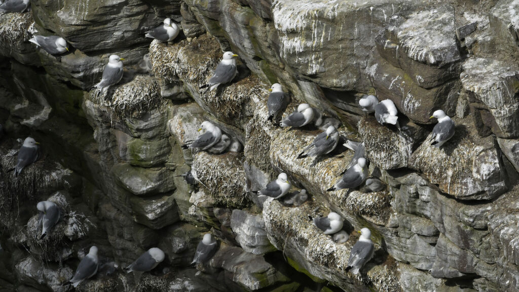 Black-legged Kittiwake, Reproduction-nesting