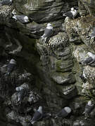 Black-legged Kittiwake