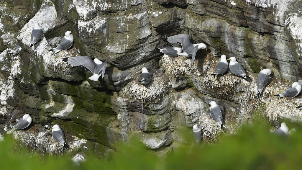 Mouette tridactyle, Nidification