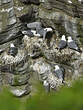 Mouette tridactyle