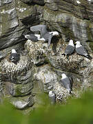 Black-legged Kittiwake