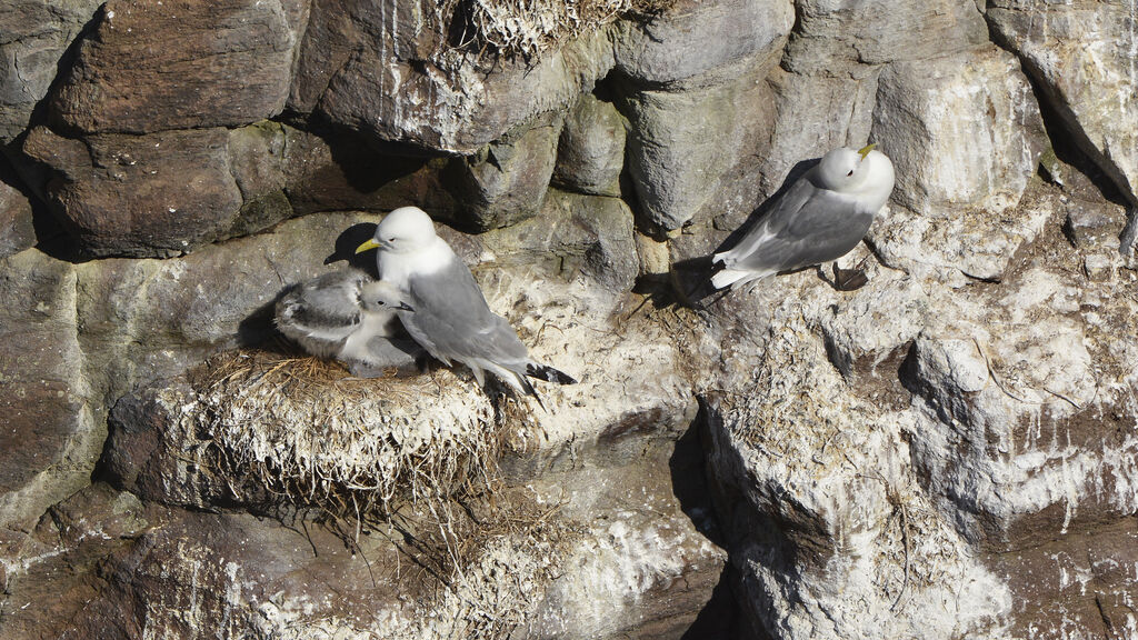 Black-legged Kittiwake, habitat, Reproduction-nesting