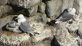 Mouette tridactyle