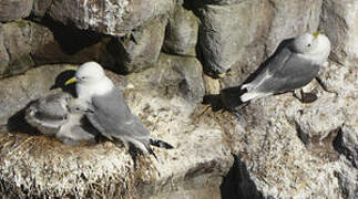 Black-legged Kittiwake