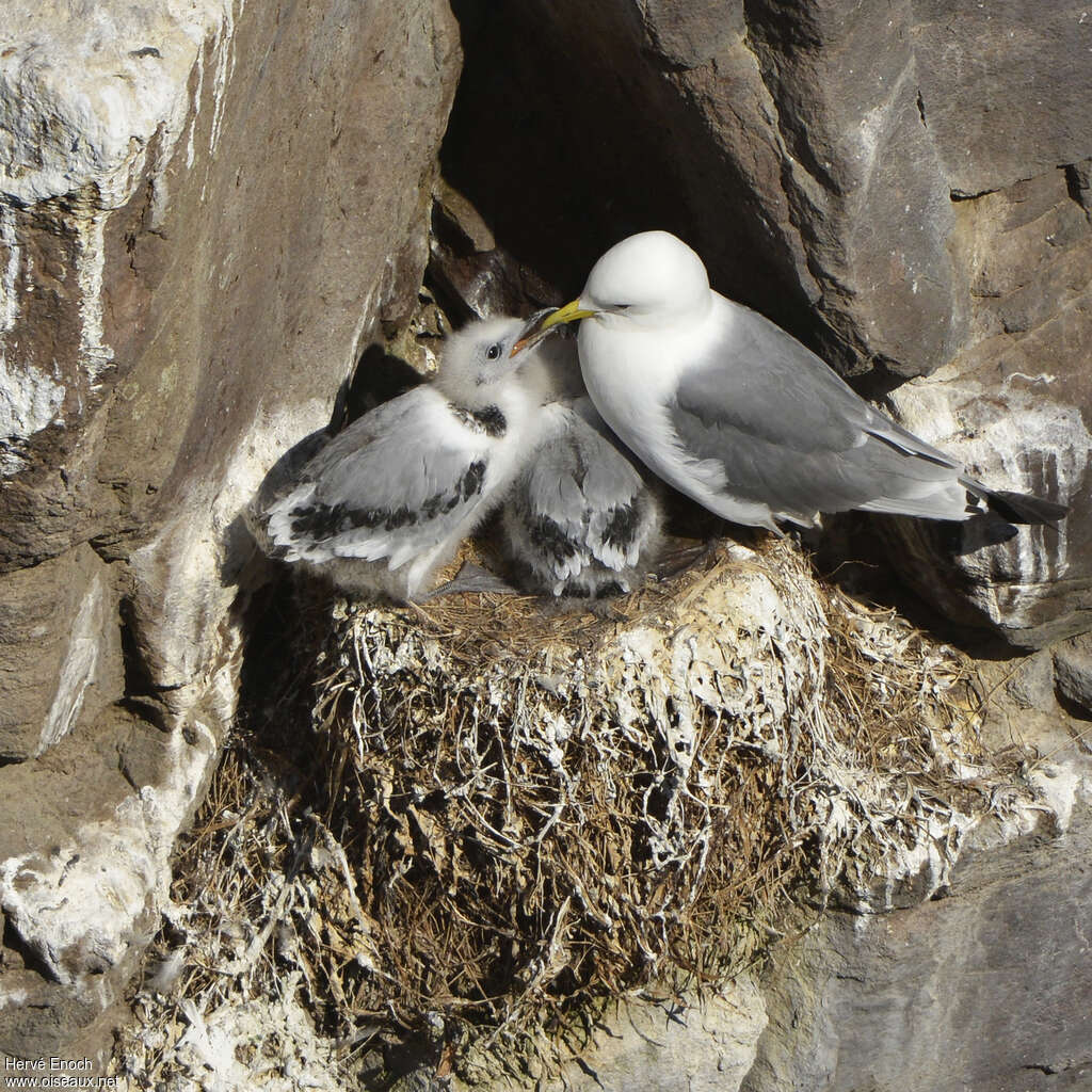 Mouette tridactyle, habitat, Nidification, Comportement