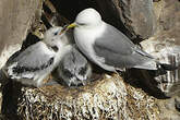 Mouette tridactyle