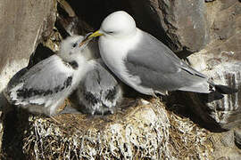 Black-legged Kittiwake