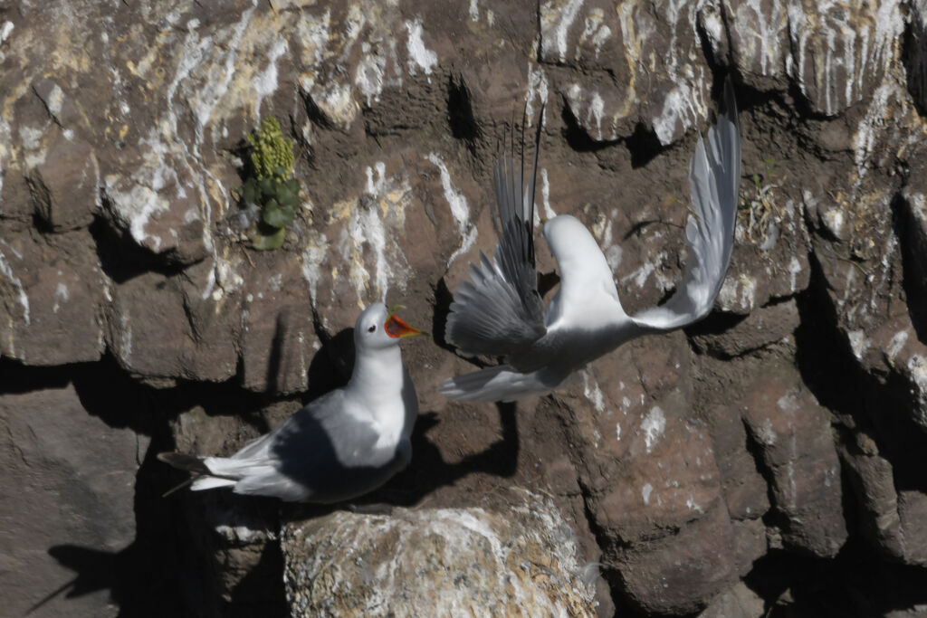 Black-legged Kittiwakeadult breeding