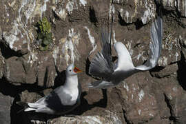 Black-legged Kittiwake