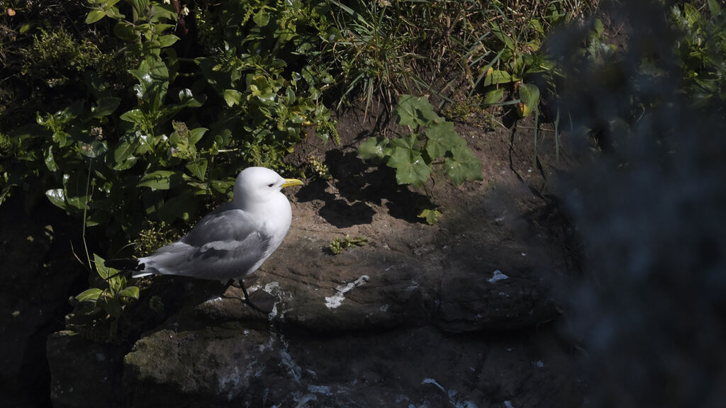 Black-legged Kittiwakeadult, identification