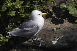 Black-legged Kittiwake