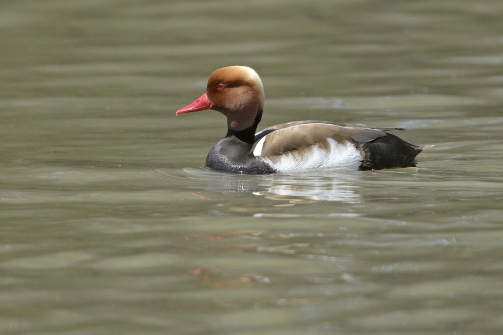 Nette rousse mâle adulte nuptial, identification