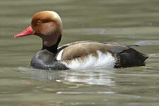 Nette rousse