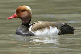 Red-crested Pochard