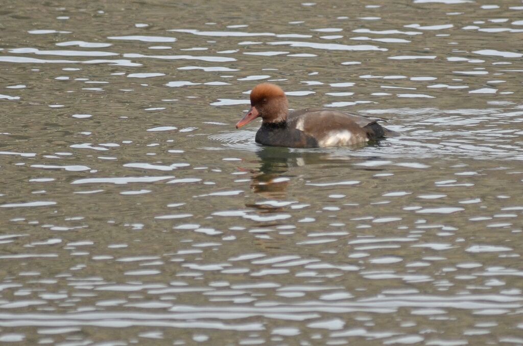 Nette rousse mâle adulte