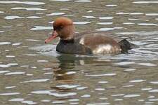 Nette rousse