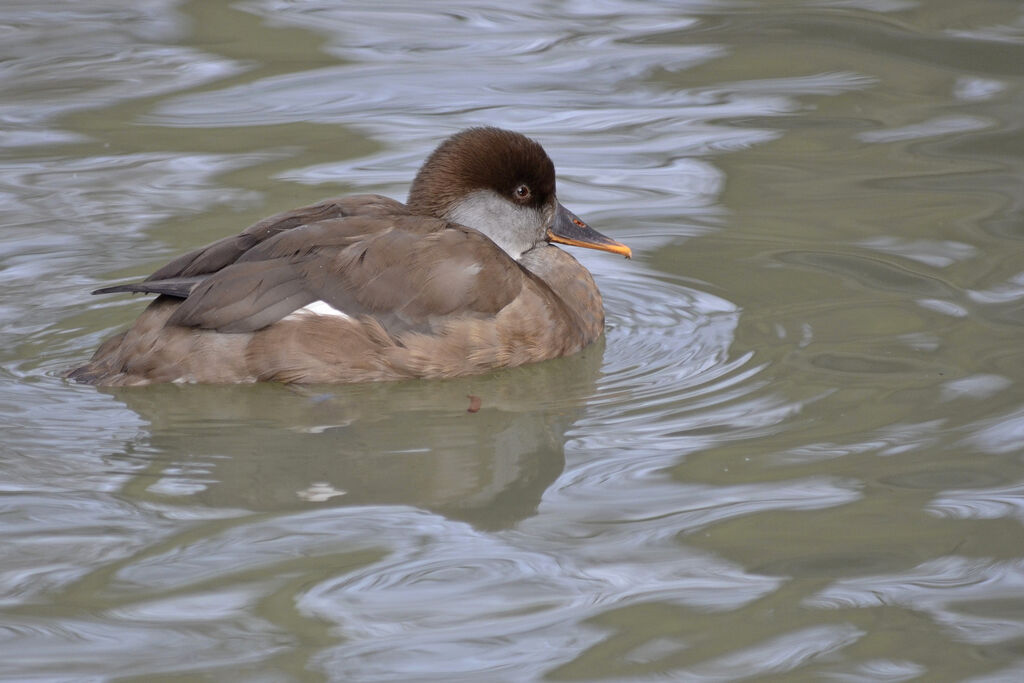 Red-crested Pochard female adult