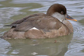 Red-crested Pochard