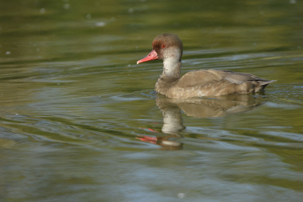 Nette rousse mâle adulte internuptial